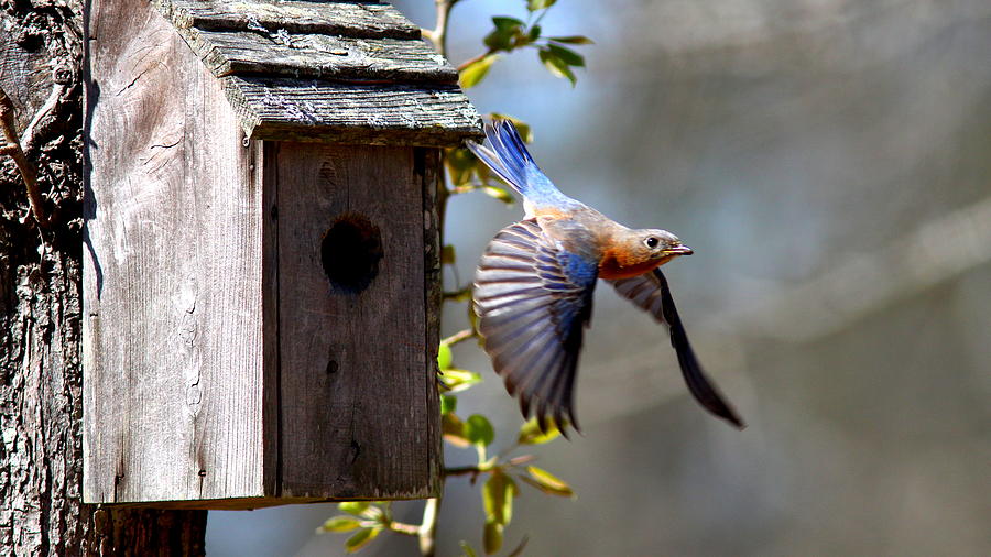 IMG_1414-002 - Eastern Bluebird Photograph by Travis Truelove - Fine ...