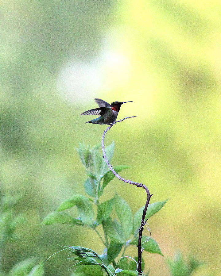 IMG_1425 - Ruby-throated Hummingbird Photograph by Travis Truelove