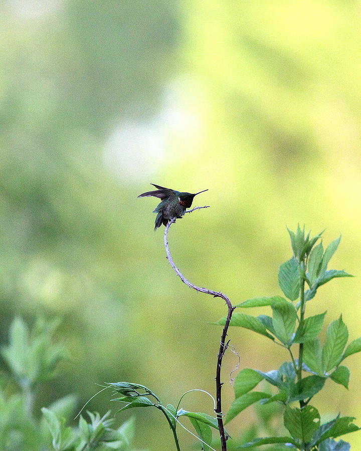 IMG_1430 - Ruby-throated Hummingbird Photograph by Travis Truelove