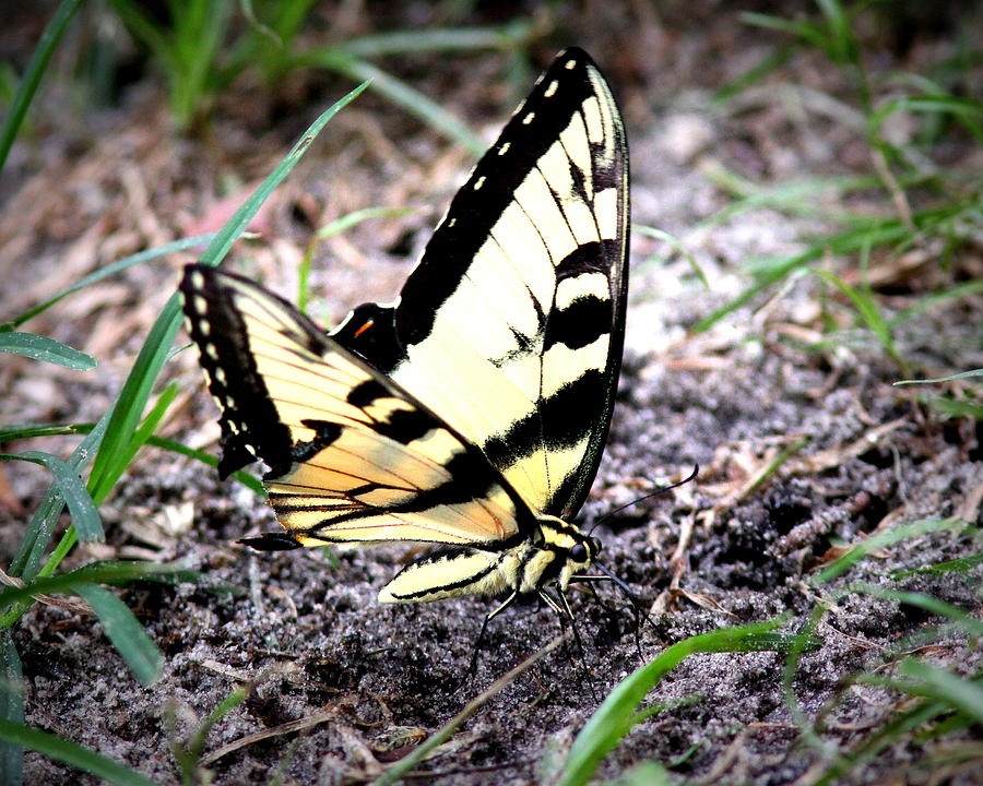 IMG_1451-001 - Tiger Swallowtail Butterfly Photograph by Travis Truelove
