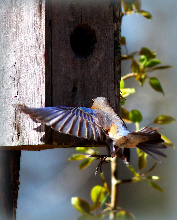 IMG_1480-001 - Eastern Bluebird Photograph by Travis Truelove