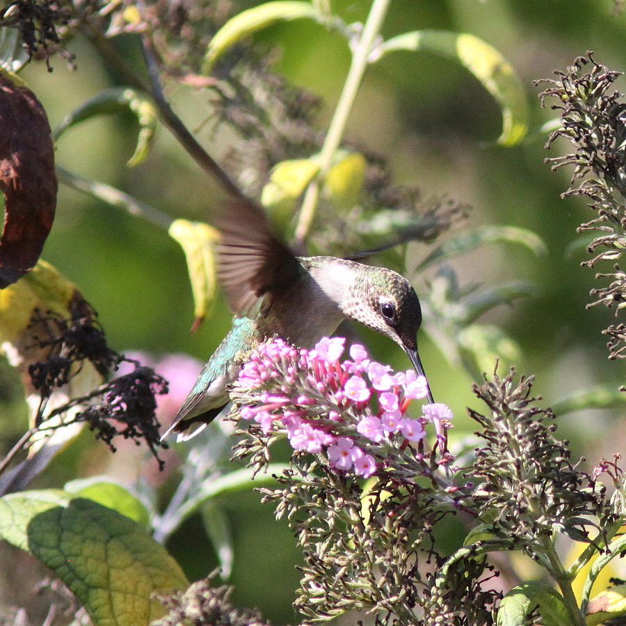 IMG_1488 - Ruby-throated Hummingbird Photograph by Travis Truelove