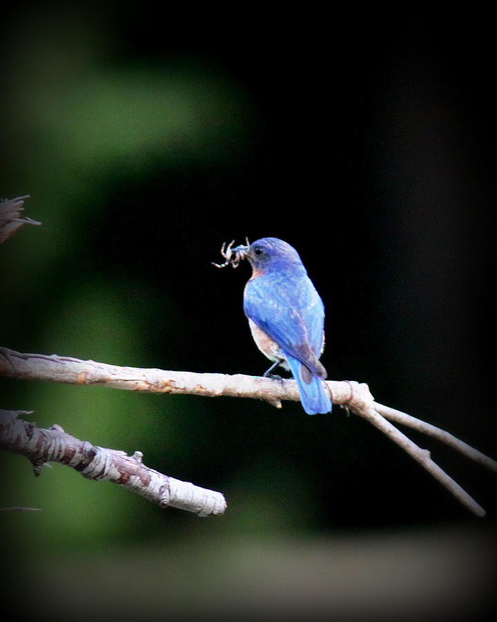 IMG_1521 - Eastern Bluebird Photograph by Travis Truelove