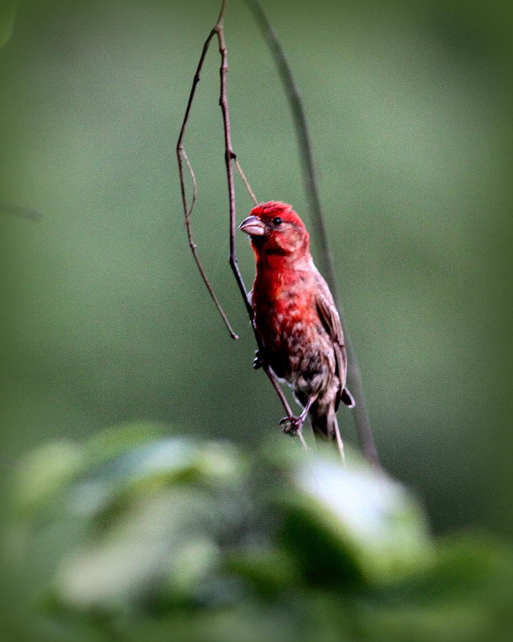 IMG_1536 - House Finch Photograph by Travis Truelove