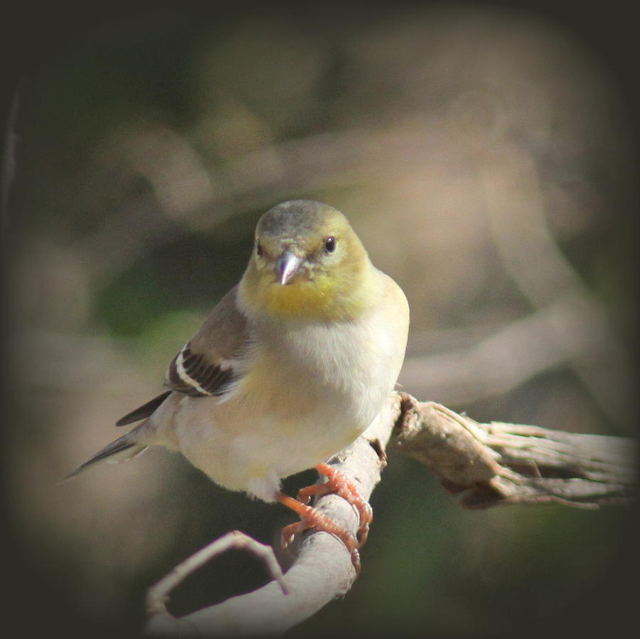 IMG_1620-001 - American Goldfinch Photograph by Travis Truelove