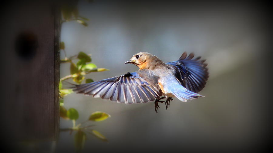IMG_1636-006 - Eastern Bluebird Photograph by Travis Truelove