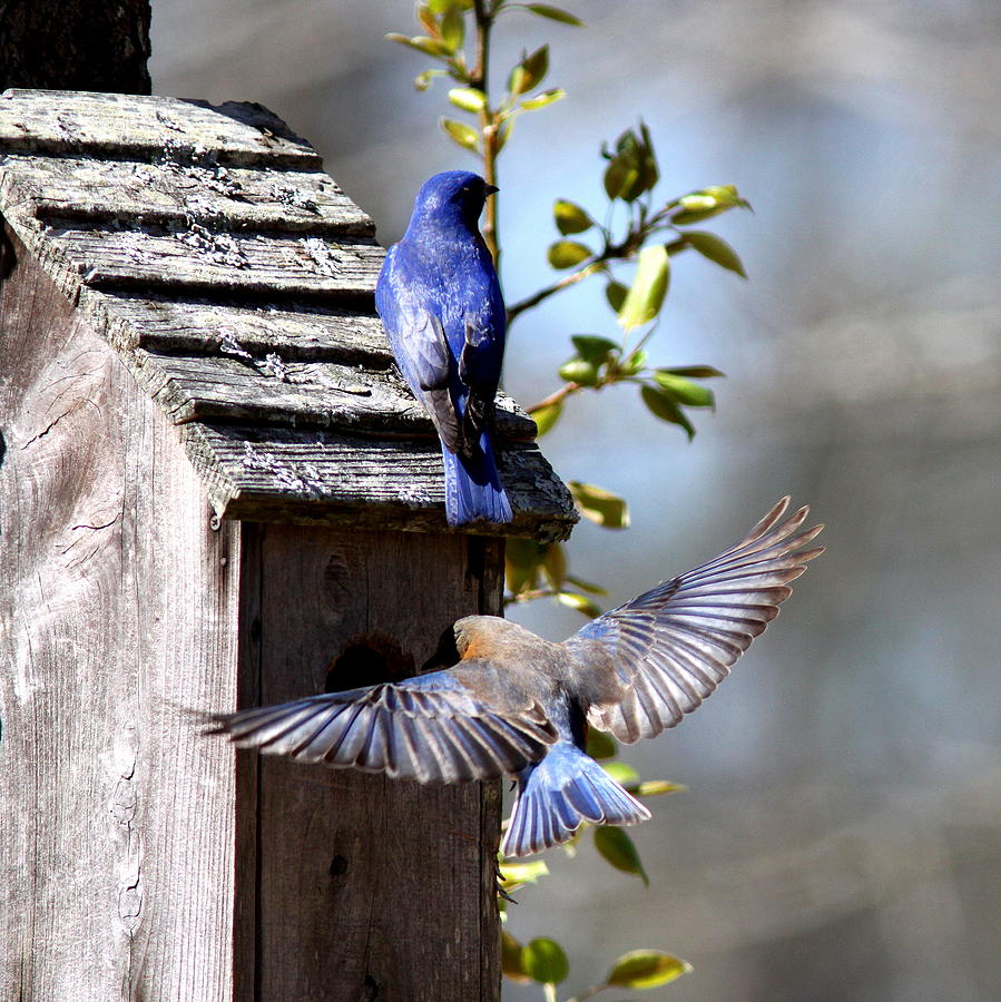 IMG_1640 - Eastern Bluebird Photograph by Travis Truelove