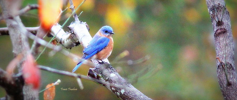 IMG_1651-002 - Eastern Bluebird Photograph by Travis Truelove