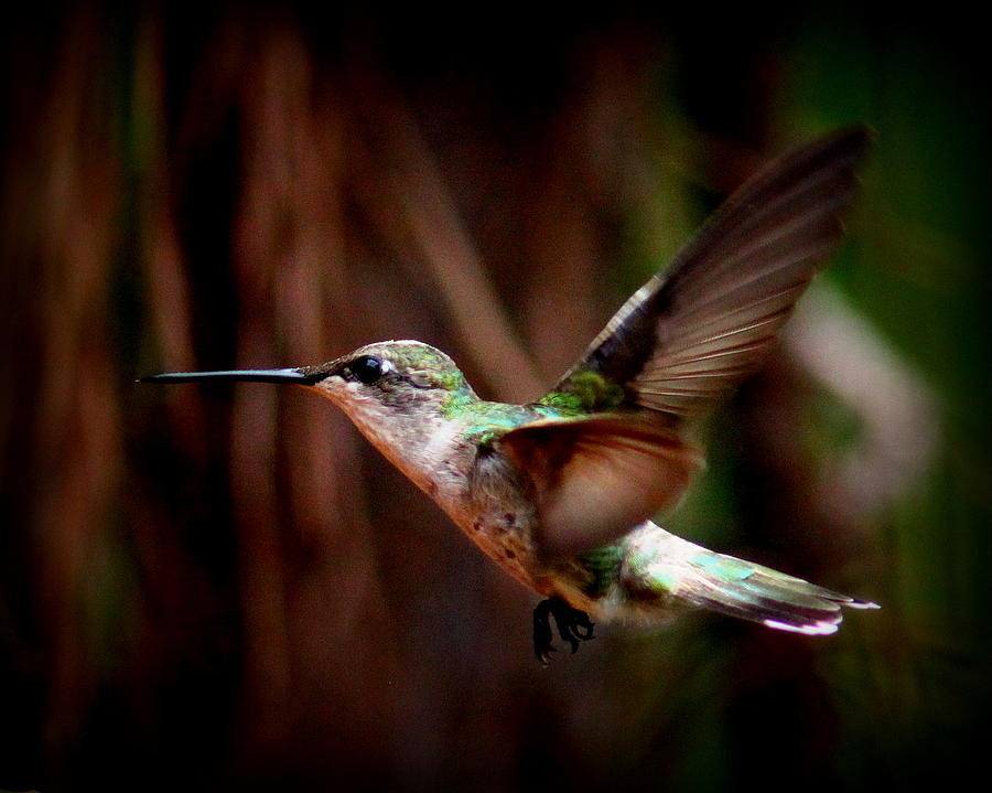 IMG_1662 - Ruby-throated Hummingbird Photograph by Travis Truelove