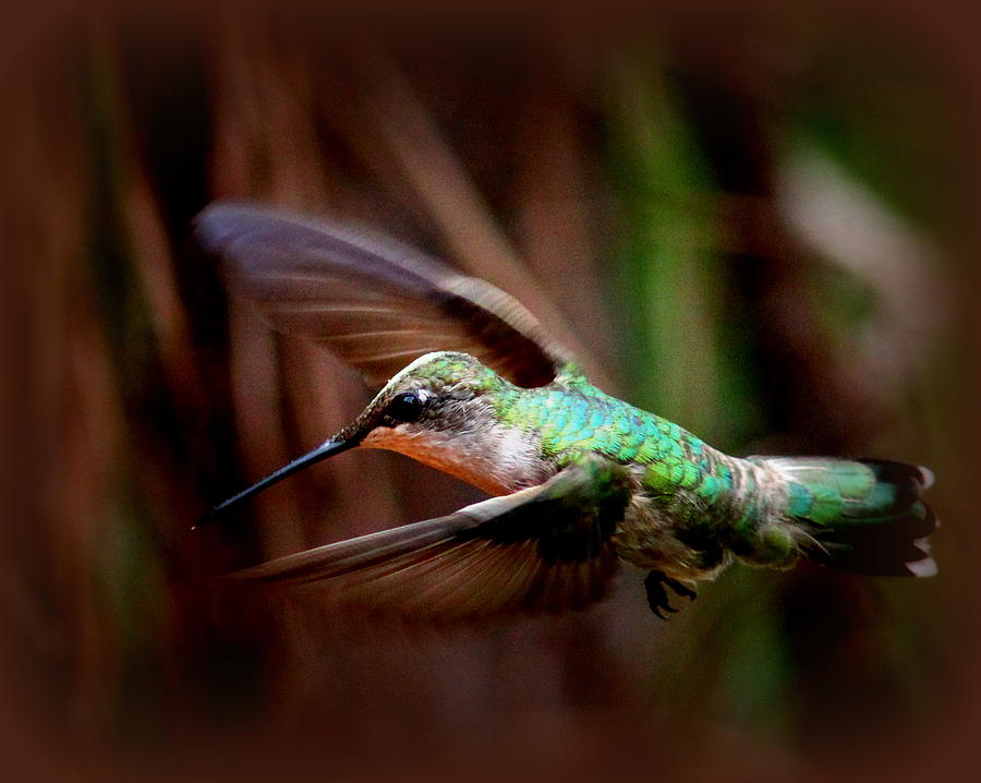 IMG_1665-001 - Ruby-throated Hummingbird Photograph by Travis Truelove
