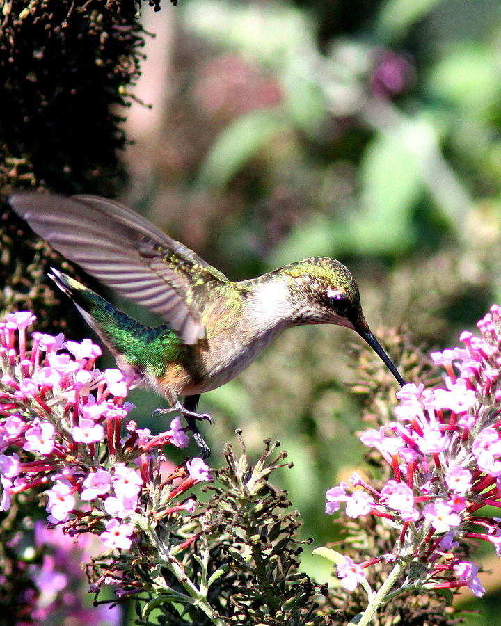 IMG_1671-021 - Ruby-throated Hummingbird Photograph by Travis Truelove
