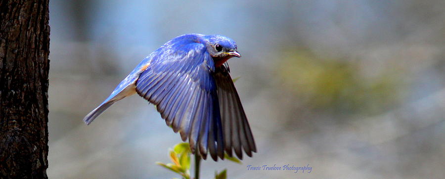 IMG_1710-002 - Eastern Bluebird Photograph by Travis Truelove