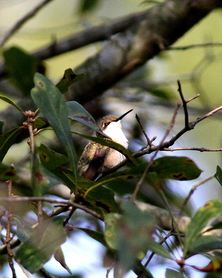 IMG_1712-002 - Ruby-throated Hummingbird Photograph by Travis Truelove