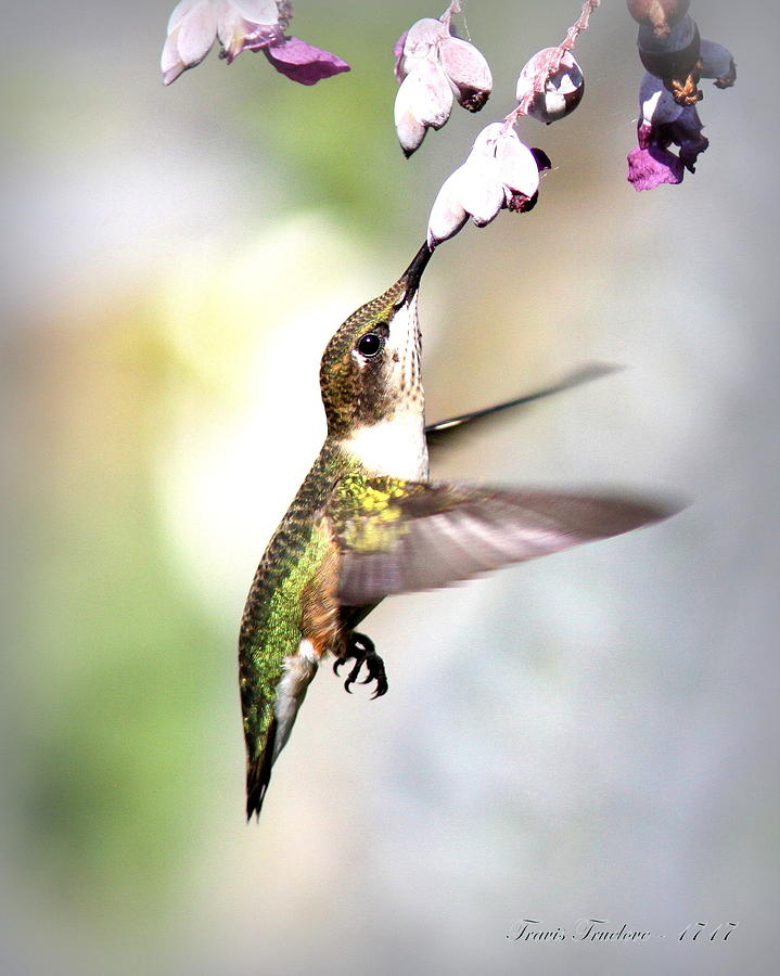 IMG_1717 - Ruby-throated Hummingbird Photograph by Travis Truelove