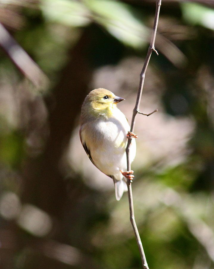 IMG_1723-001 - American Goldfinch Photograph by Travis Truelove