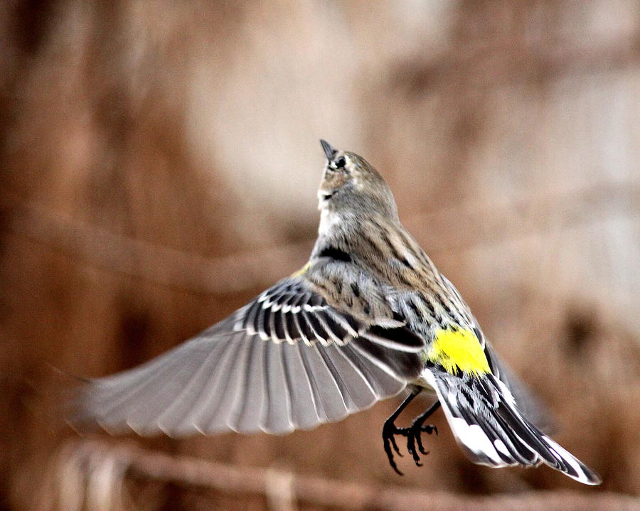 IMG_1743-001 - Yellow-rumped Warbler Photograph by Travis Truelove
