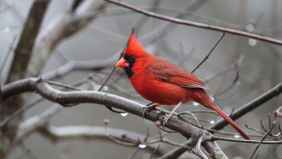 IMG_1743 - Northern Cardinal Photograph by Travis Truelove