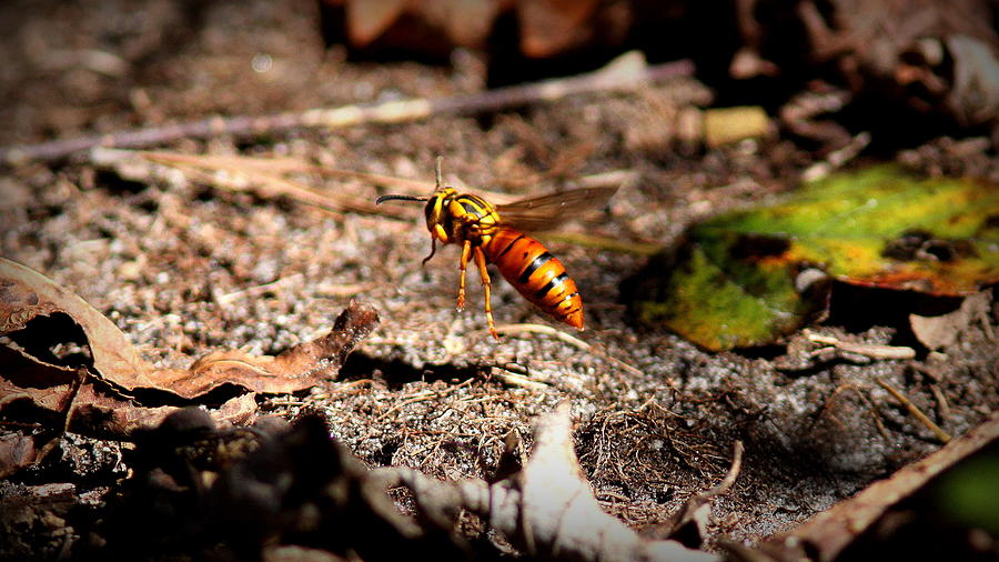 IMG_1744-002 - Queen - Yellow Jacket Photograph by Travis Truelove