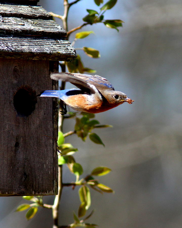 IMG_1466-002 - Eastern Bluebird Photograph by Travis Truelove