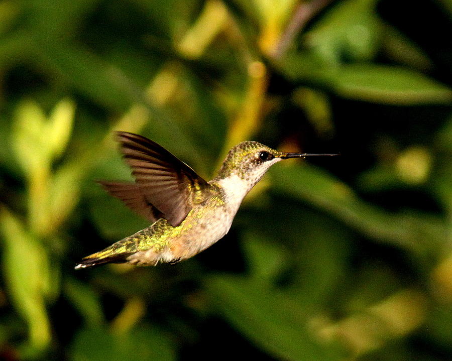 IMG_1776 - Ruby-throated Hummingbird Photograph by Travis Truelove