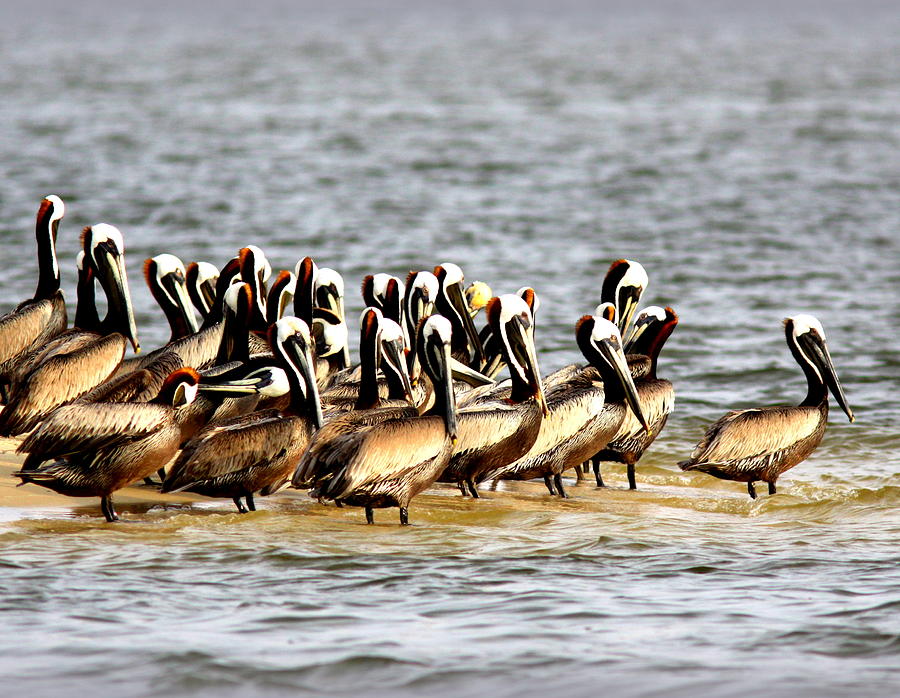 IMG_1779-003 - Brown Pelican Photograph by Travis Truelove