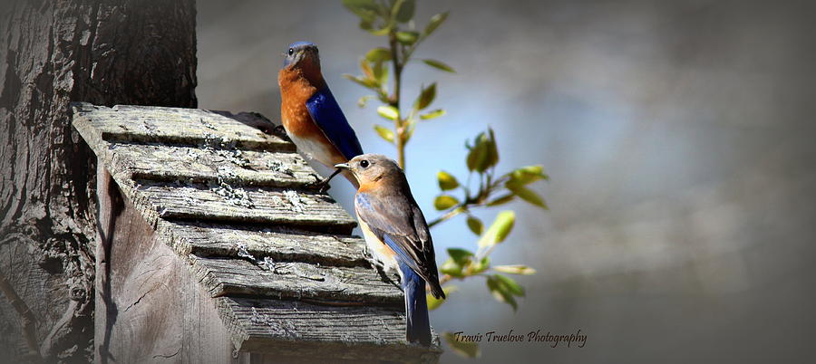 IMG_1795-002 - Eastern Bluebird Photograph by Travis Truelove