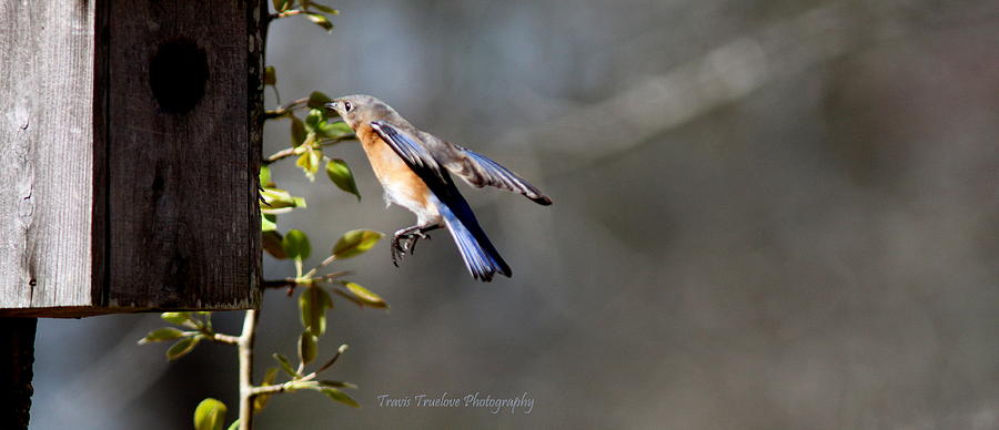 IMG_1806-001 - Eastern Bluebird Photograph by Travis Truelove