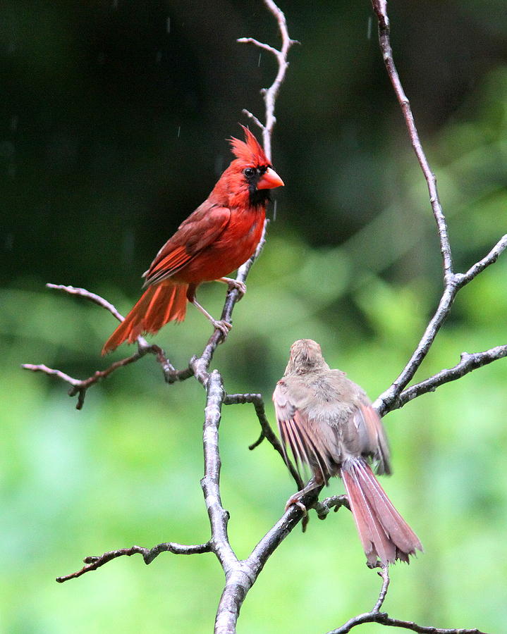 IMG_1833 - Northern Cardinal - Dad and Daughter Photograph by Travis Truelove
