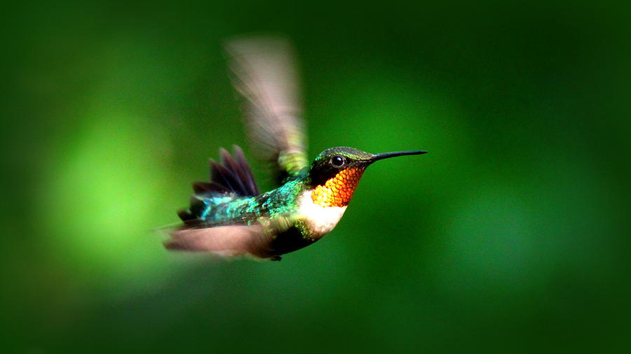 IMG_1851-003 - Ruby-throated Hummingbird Photograph by Travis Truelove