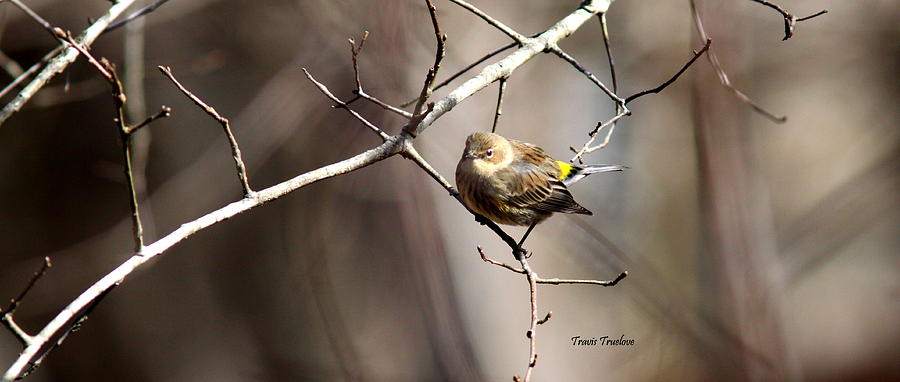 IMG_1869 - Yellow-rumped Warbler Photograph by Travis Truelove