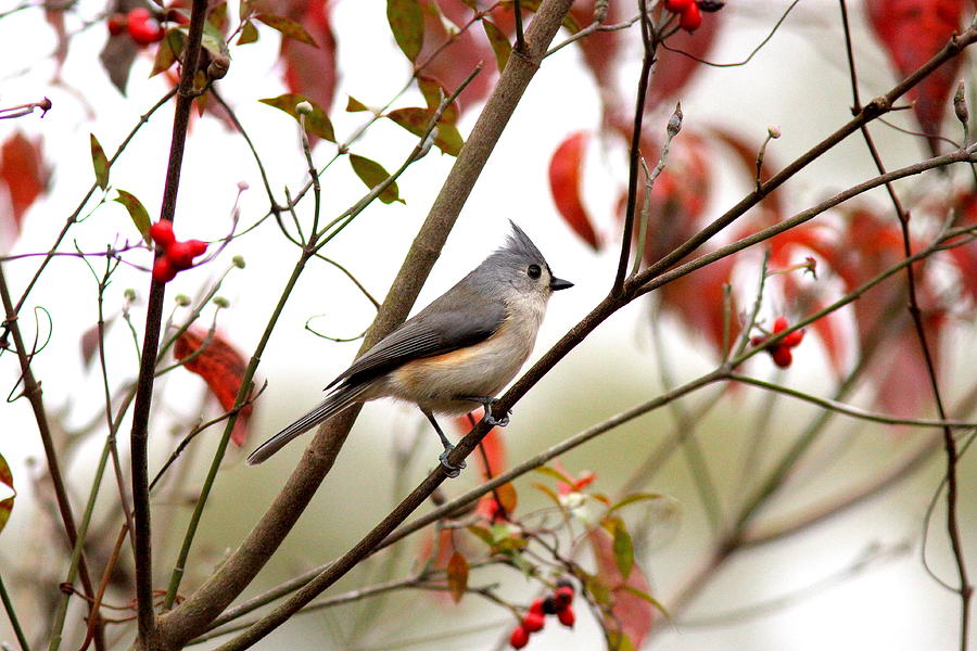 IMG_1890-004 - Tufted Titmouse Photograph by Travis Truelove