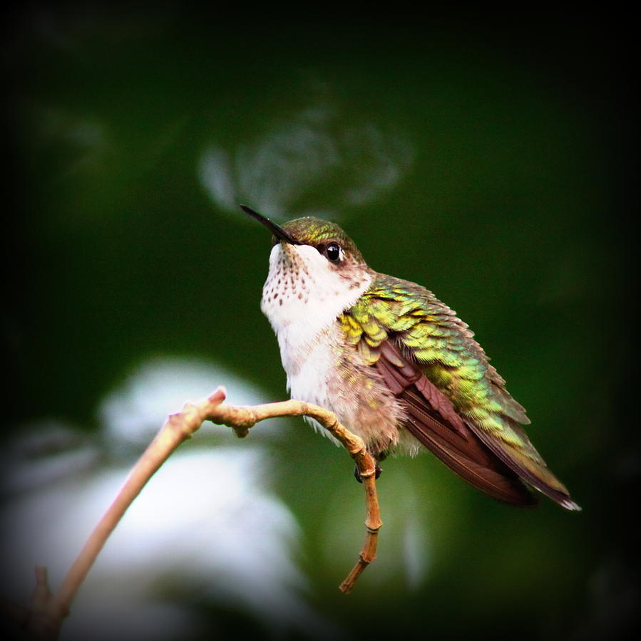 IMG_1902 - Ruby-throated Hummingbird Photograph by Travis Truelove