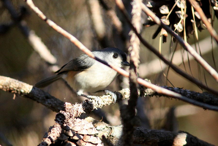 IMG_1921-001 - Tufted Titmouse Photograph by Travis Truelove