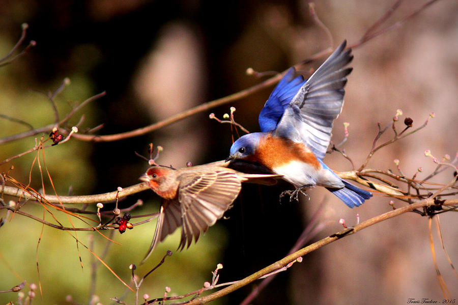 IMG_2015 - Eastern Bluebird Photograph by Travis Truelove