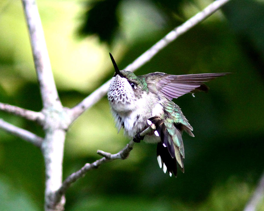 IMG_2022 - Ruby-throated Hummingbird Photograph by Travis Truelove