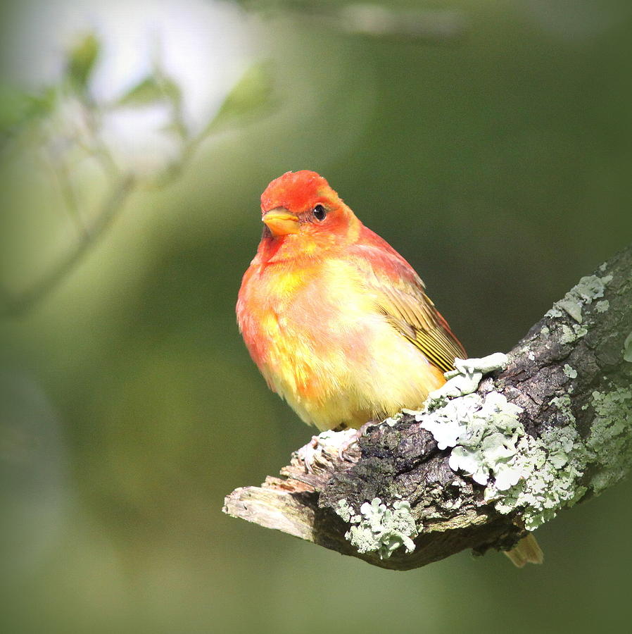IMG_2050 - Summer Tanager Photograph by Travis Truelove