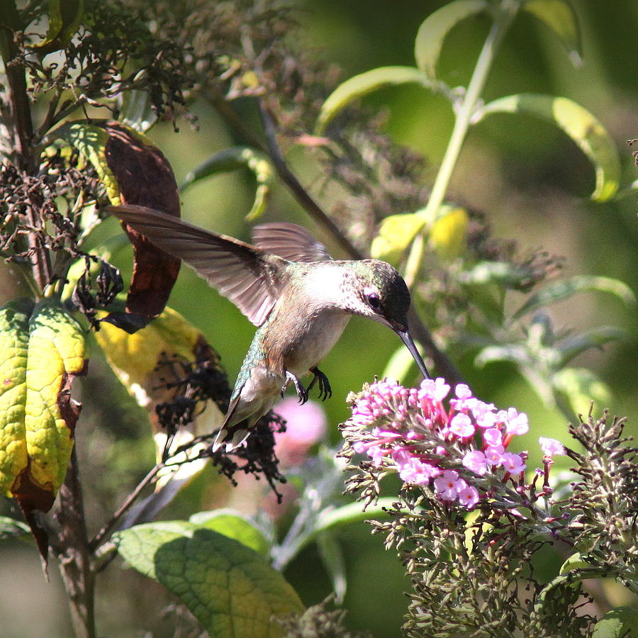 IMG_2051 - Ruby-throated Hummingbird Photograph by Travis Truelove