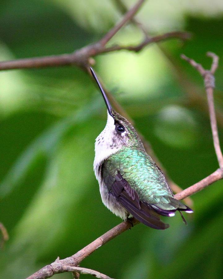 IMG_2084 - Ruby-throated Hummingbird Photograph by Travis Truelove
