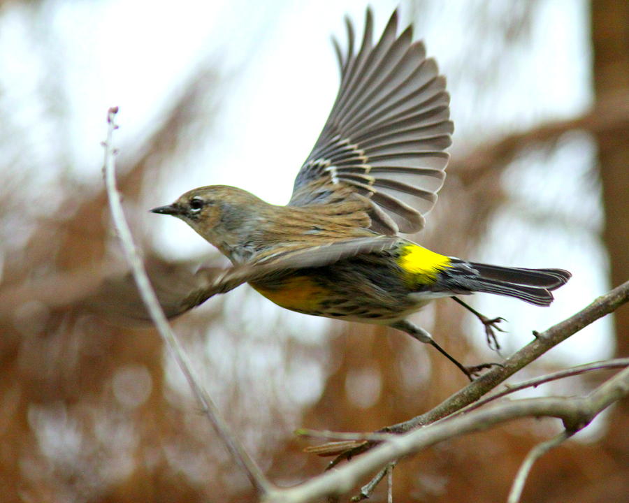 IMG_2142-001 - Yellow-rumped Warbler Photograph by Travis Truelove