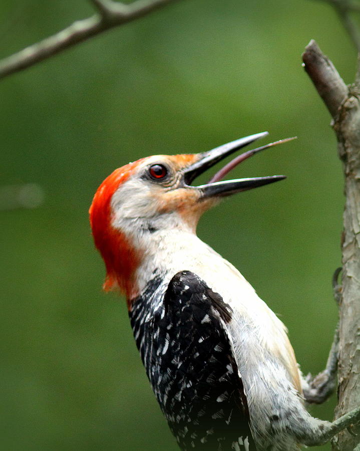 IMG_2149 - Red-bellied Woodpecker Photograph by Travis Truelove