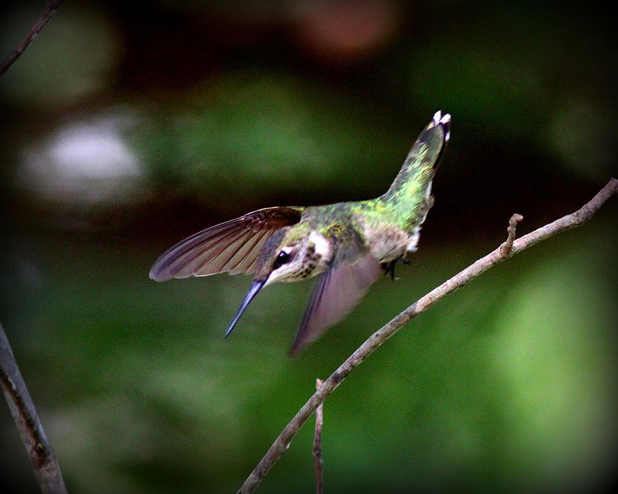 IMG_2155-001 - Ruby-throated Hummingbird Photograph by Travis Truelove