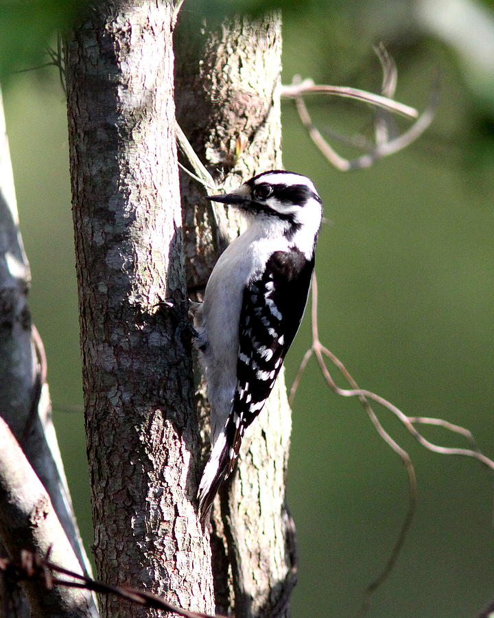 IMG_2175-004 - Downy Woodpecker Photograph by Travis Truelove