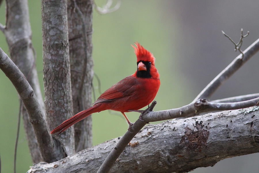 IMG_2202 - Northern Cardinal Photograph by Travis Truelove