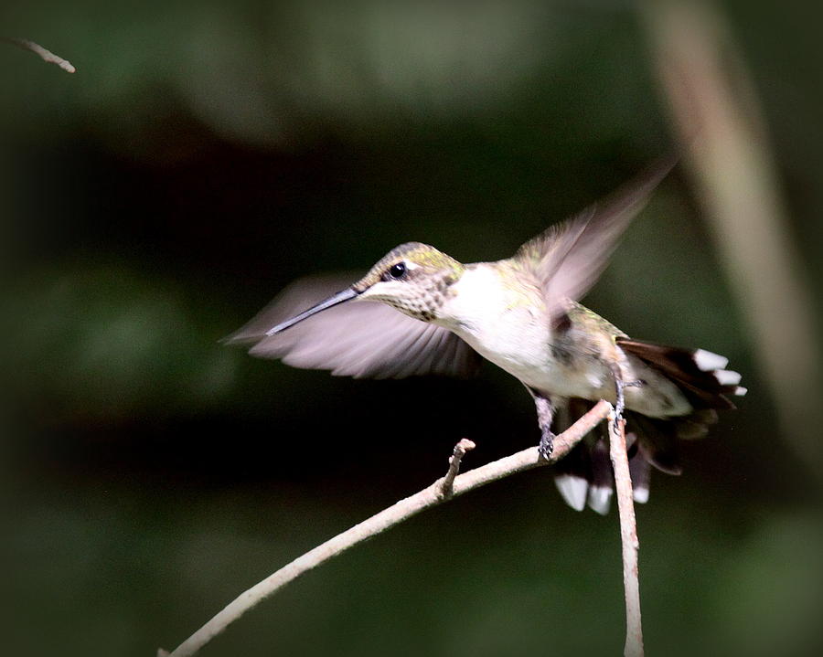 IMG_2249-001 - Ruby-throated Hummingbird Photograph by Travis Truelove