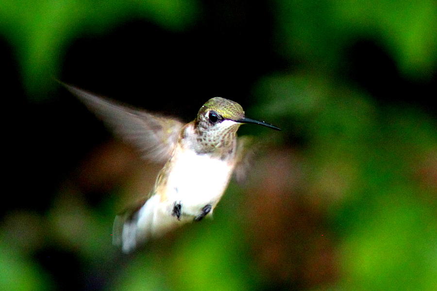 IMG_2256 - Ruby-throated Hummingbird Photograph by Travis Truelove