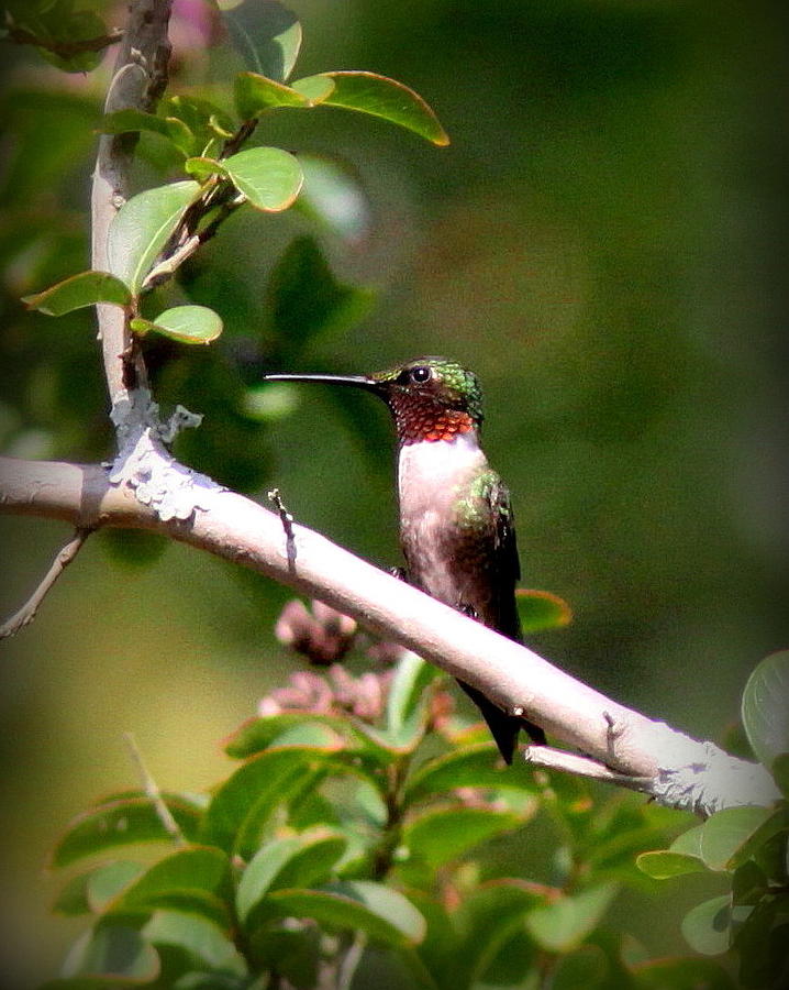 IMG_2274 - Ruby-throated Hummingbird Photograph by Travis Truelove