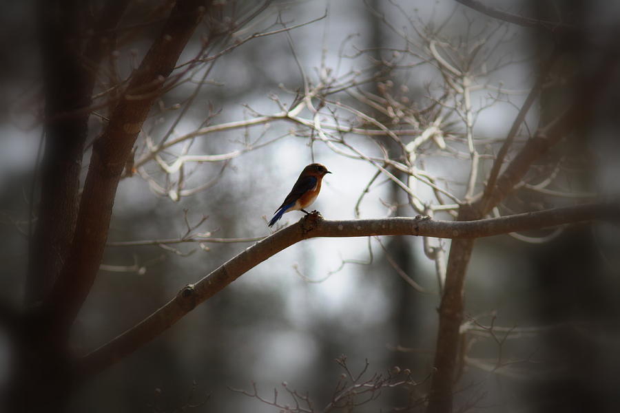 IMG_2287 - Eastern Bluebird Photograph by Travis Truelove