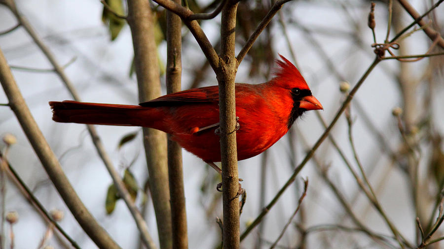 IMG_2291 - Northern Cardinal Photograph by Travis Truelove