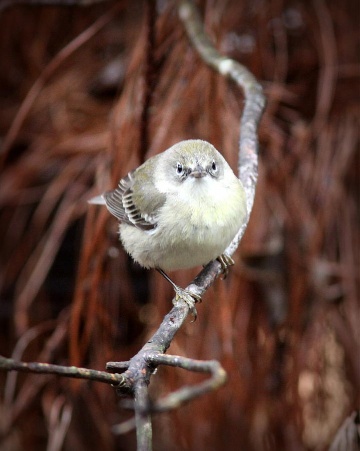IMG_2294 - Pine Warbler Photograph by Travis Truelove