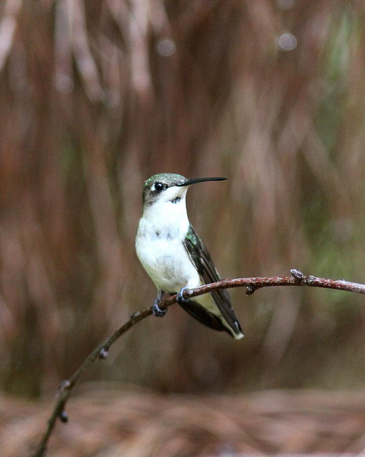 IMG_2299 - Ruby-throated Hummingbird Photograph by Travis Truelove